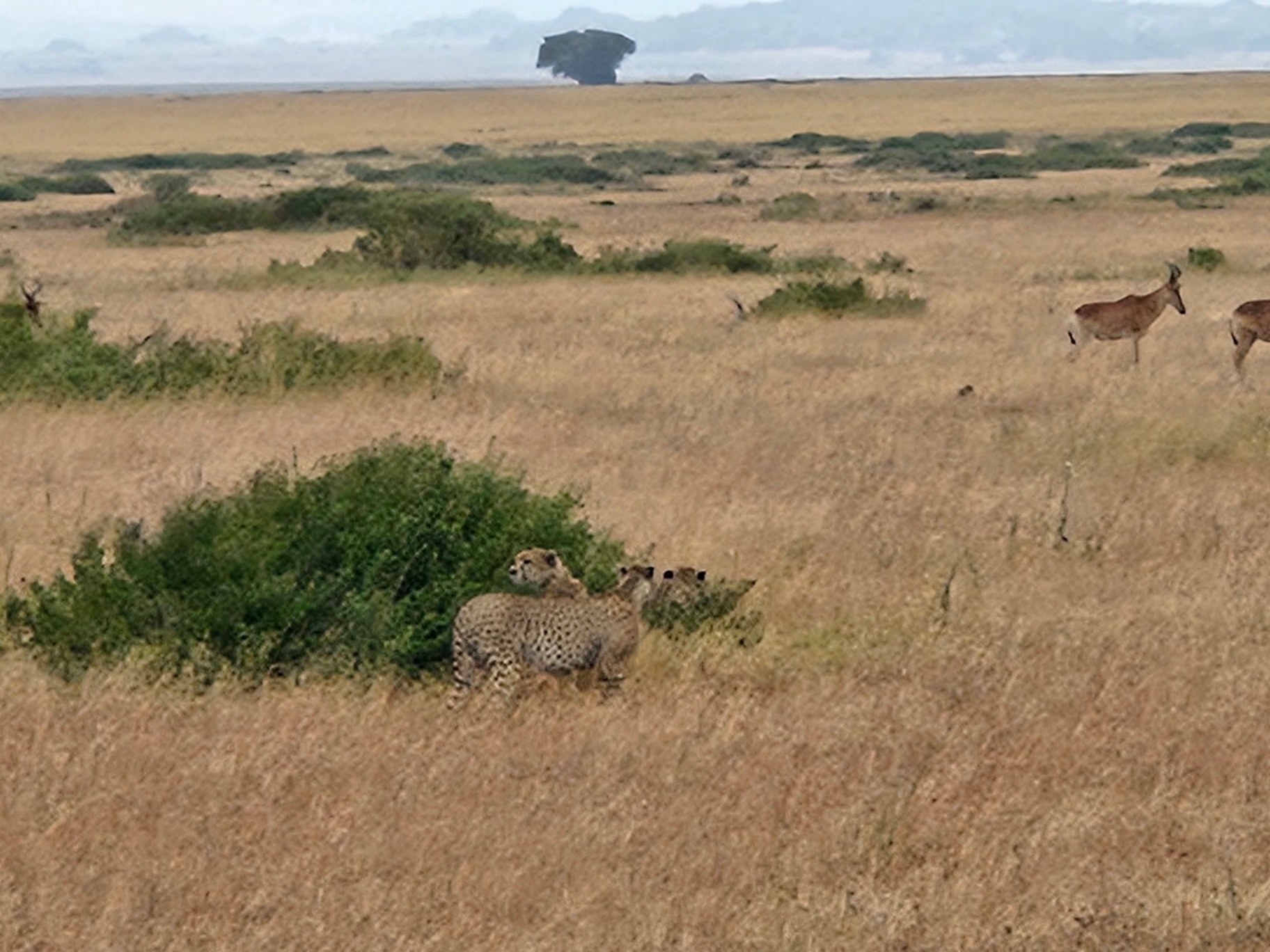 The Classic Northern Circuit Safari