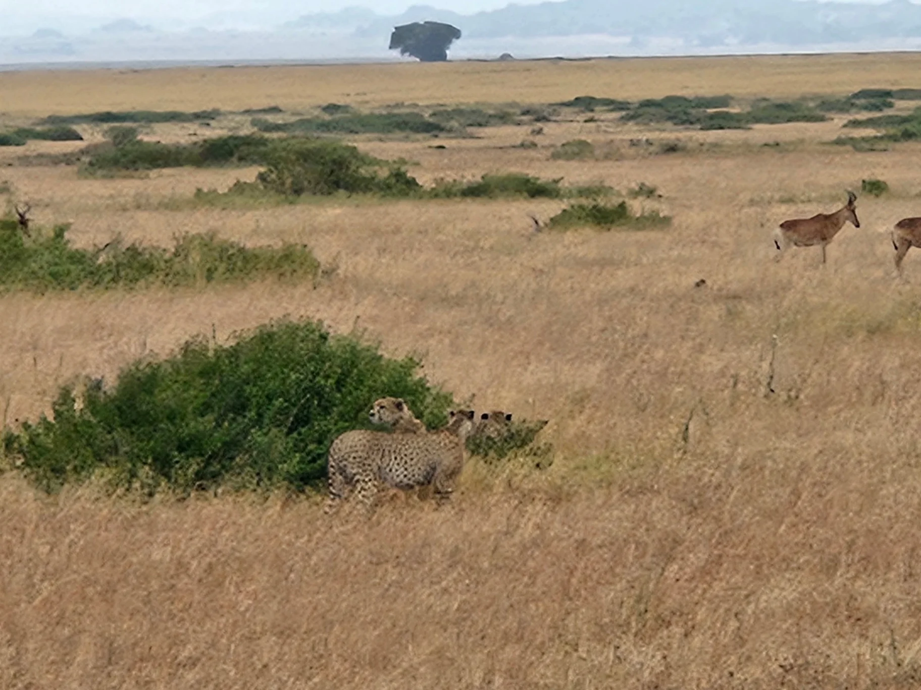 The Classic Northern Circuit Safari
