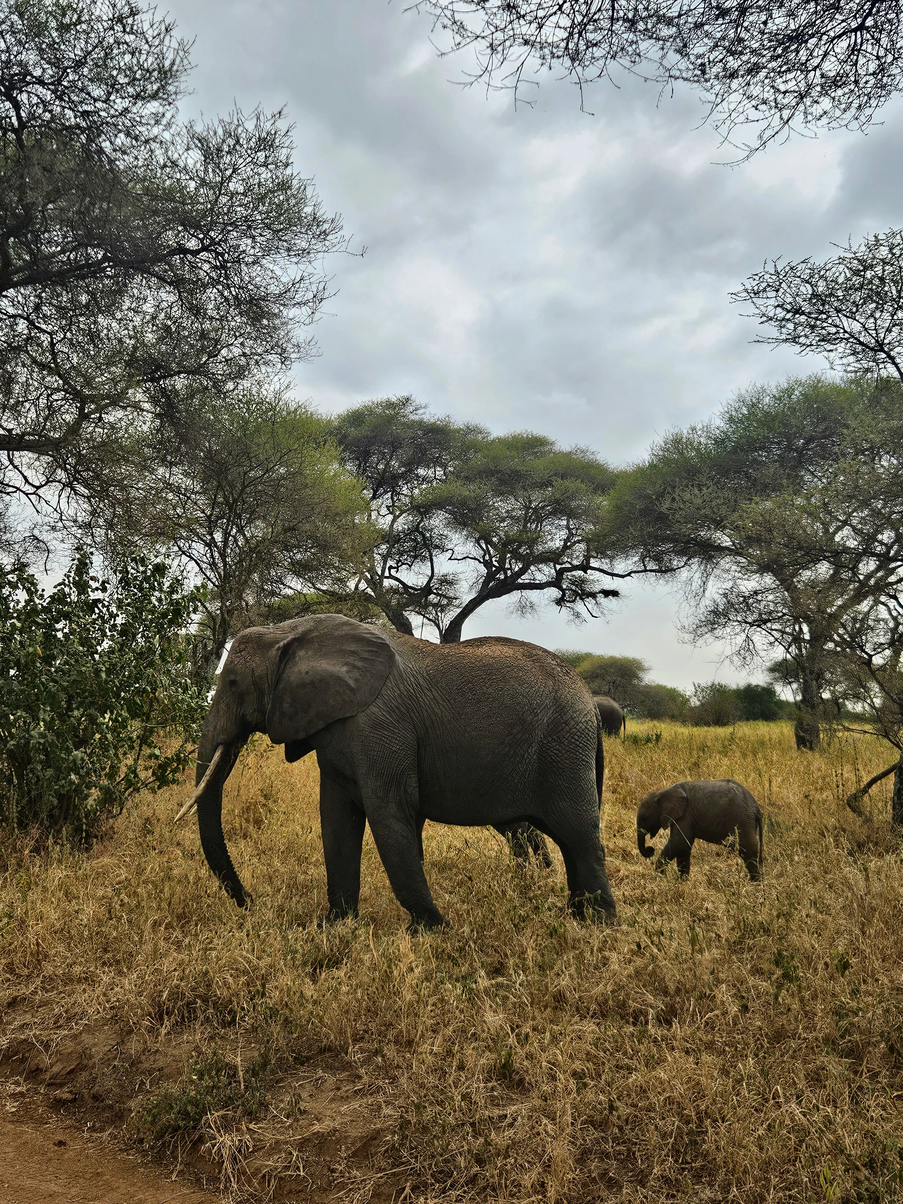 A family of elephants crosses the plain — one of those moments where nobody in the car said a word for ten minutes.