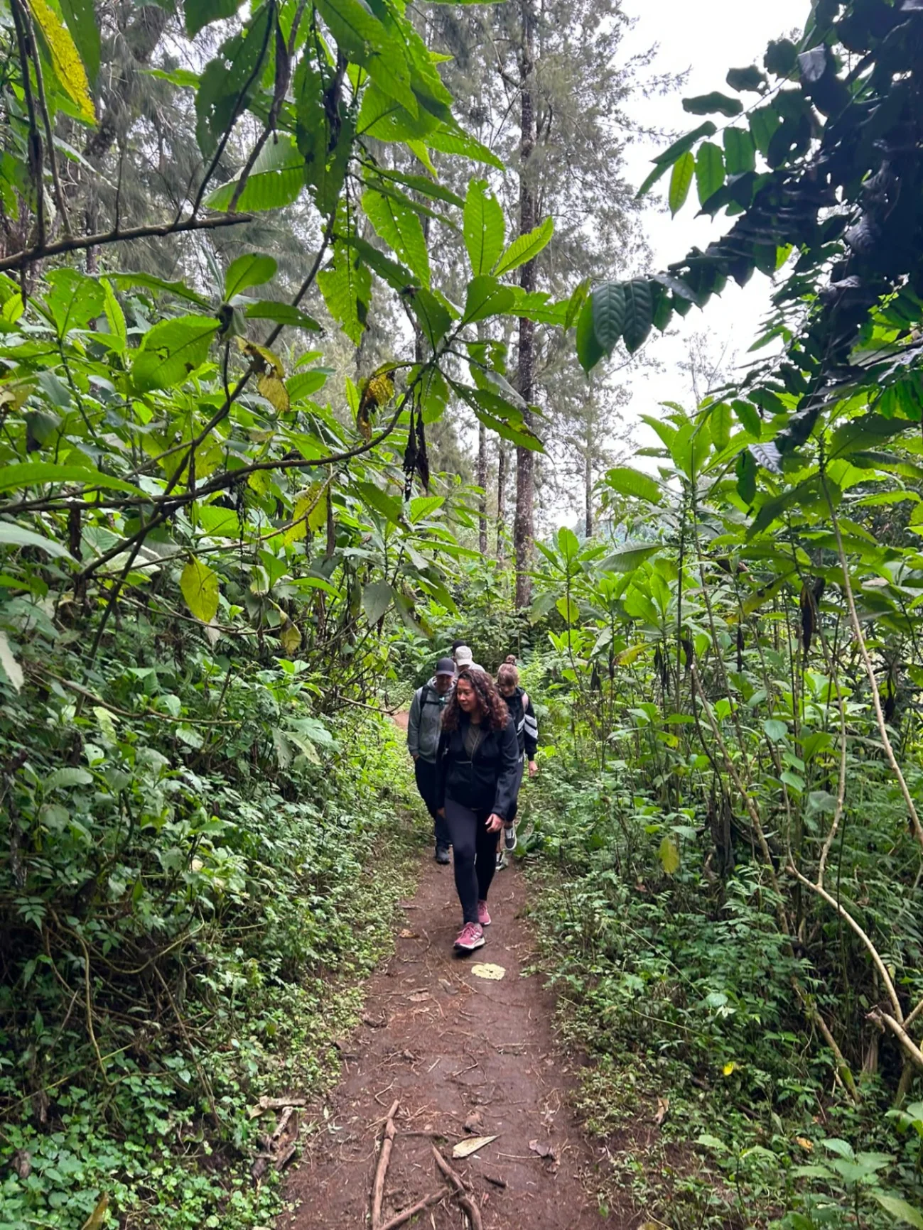 Mount Kilimanjaro Day Trip: Marangu Route to Mandara Hut