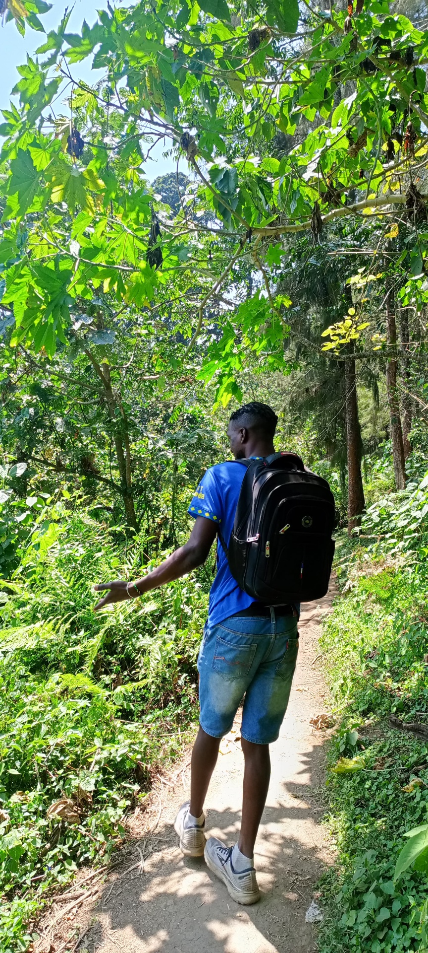 Rau Forest Eco-Reserve & Rice Fields Walk