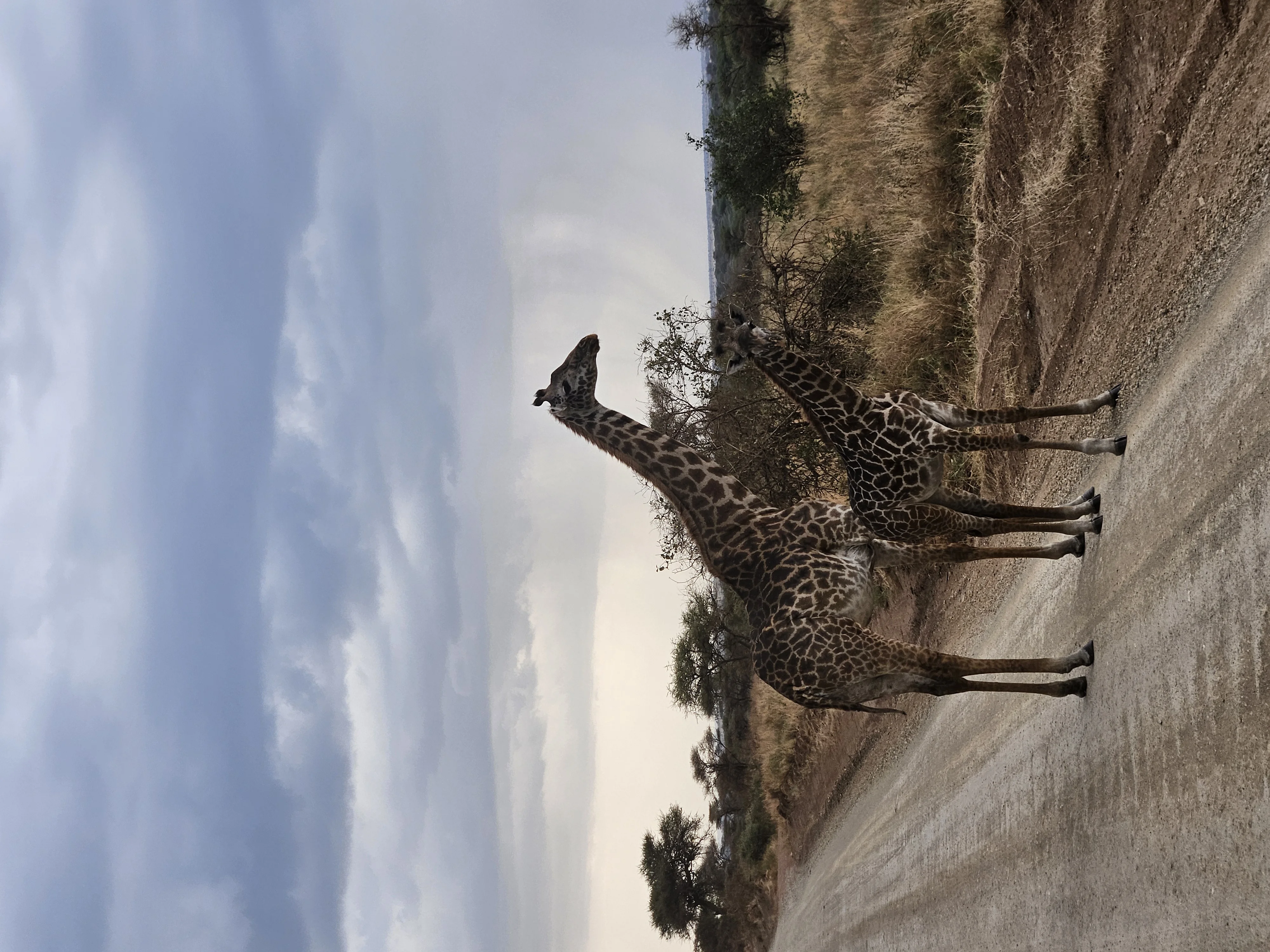 Two Maasai giraffes taking the last soft light of the day. We killed the engine and just watched.